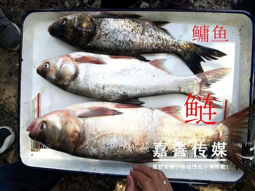 涨知识 汾湖里的这些鱼，你都认识吗？