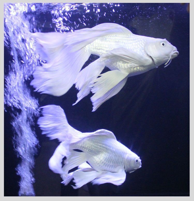 精品台湾纯种贵妃普身蝴蝶鲤观赏鱼之美——白蝴蝶锦鲤鉴赏