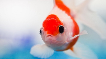 金鱼特写高清电脑壁纸高清大图预览1366x768_动物壁纸下载